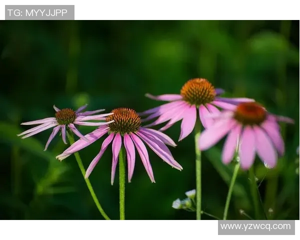 临沂姚明菊的独特魅力与栽培技巧探秘，带你领略花卉之美与文化内涵